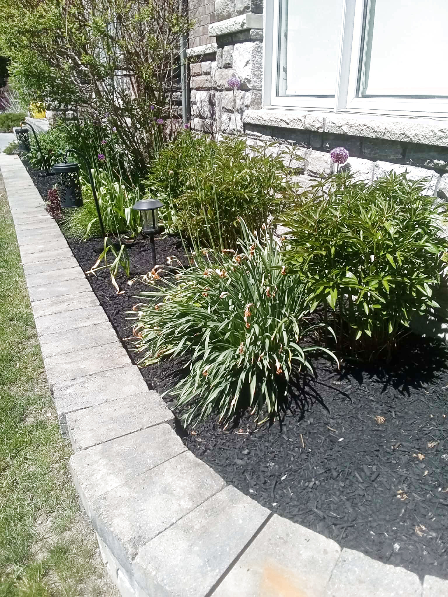 Bright flower borders with dark mulch