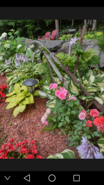 Garden bed with fresh mulch, roses and perennials